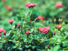 Below, i will explain the difference between a miniature rose bush and a. 17 Amazing Rose Bushes To Spruce Up Your Garden