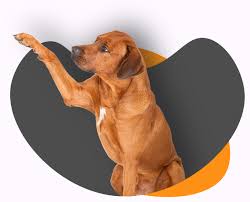 We do not own, operate, or train any dogs in an artificial or kennel environment. Board And Train Dog Boot Camp Dog Training Suburban K9