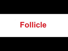Follicle Meaning In Hindi Youtube