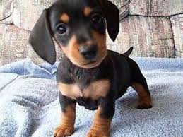 Litter of 7 pups all the pups on the pink bed are girls and red bed are boys. Hmm Dachshund Puppies Dachshund Puppies For Sale Mini Dachshund Puppies