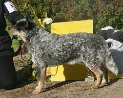 Maybe you would like to learn more about one of these? File Australian Cattle Dog Blue Speckled Jpg Wikimedia Commons