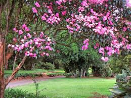 Australian native flowers including waxflower, kangaroo paws, banksia and boronia, which are mainly grown in the field with limited numbers under cover. South African Plant Life