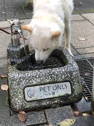 大福専用 水飲み場 犬 水飲み場 井の頭公園