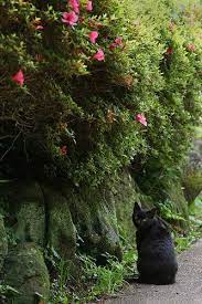 Cloudy Yokohama Azalea Cat Cats Black Cat Kinds Of Cats