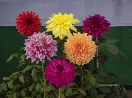 Image result for Dahlia sp. (cultivar)