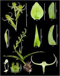 Image result for Habenaria macrostele