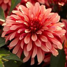 Dahlia Border Decorative Gallery Art Deco Art Deco Flowers Longfield Gardens Dahlia