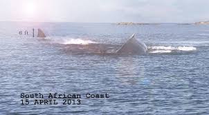 Megalodon 60 Foot Shark Caught On Video Strange Megalodon Shark Week Shark