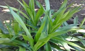 Daun suji memang sering digunakan sebagai pewarna makanan untuk menghasilkan warna hijau alami. Morfologi Dan Klasifikasi Tanaman Daun Suji Ilmu Pertanian