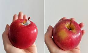 .buah apel gambar sketsa dan apel gambar mewarnai apel ilmu pengetahuan 1 gambar buah apel abekadigital apple line in buah apel clipart clip art gambar buah cara menggambar dan. Cara Hilangkan Lapisan Lilin Pada Apel Yang Cepat Dan Efektif Okezone Lifestyle