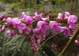Image result for Indigofera transvaalensis
