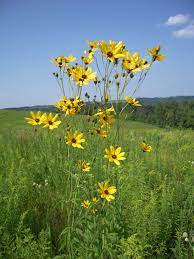 Since they are long in height and grow in clumps, small birds like to hide in them and eat the seeds. Tall Tickseed Tennessee Smart Yards Native Plants