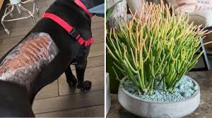 You also don't have to swear off plants that are toxic to dogs altogether. Succulent Plant Warning After Toxic Euphorbia Plant Causes Horrific Dog Injury 7news Com Au