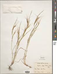 Image result for Hyparrhenia griffithii
