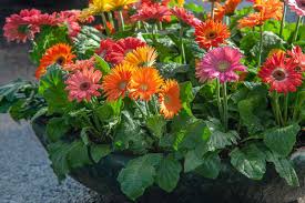 Image result for Gerbera