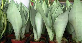 Did you know there are several varieties of snake plants (also know as sansevieria plants). Sansevieria Moonshine Care Growing The Moonshine Snake Plant