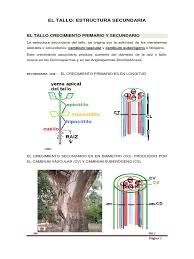 Estructura Secundaria Del Tallo PDF