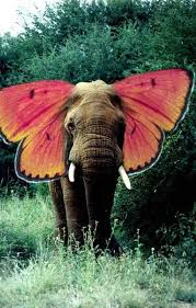 Oh Glob Just To Be Clear Here People This Means Elephants Can Fly And Dumbo Exists Yay Animals Animals Beautiful Elephant