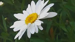 Image result for foto Kopretina