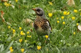 Kopf, nacken und bürzel sind hellgrau, der mantel rotbraun getönt. Wacholderdrossel Turdus Pilaris Www Natur In Nrw De