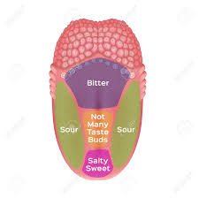 Taste Map Of The Tongue With Its Four Taste Areas Bitter Sour