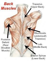 Lower back muscles anatomy graph diagram. Back Workout To Build A Lean Sculpted V Shaped Back A Lean Life