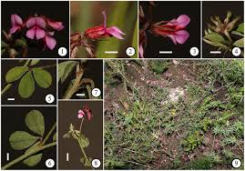 Image result for Indigofera sp.nov. aff. I chimanimaniensis