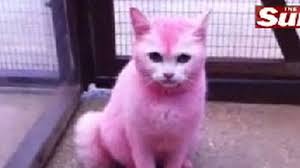We did not find results for: Woman Dyes Her Pet Cat Pink Video Abc News