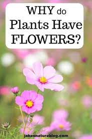 A flower is a part of a plant. Pin On Ppap