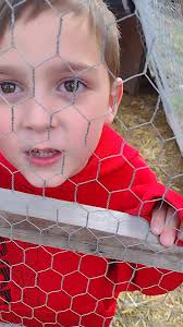 Roo or hen? Nobody knows 😁 my son named it Lava. Around 5 months old