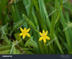 Image result for Hypoxidaceae