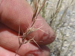 Image result for Aristida adscensionis