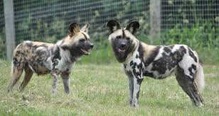 dsc 0277 wild dogs african wild dog dangerous animals