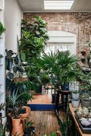 You could also head to your local thrift store and stock up on a few decorative. 18 Local Plant Stores Ideas Local Plant Plants Indoor Plants