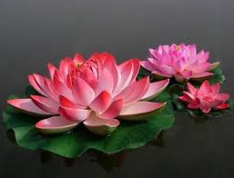 Bunga teratai dianggap keramat bagi penganut agama hindu dan buddha dan merupakan bunga nasional india. Bunga Teratai Si Pemberi Warna Pada Kolam Bibitbunga Com