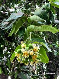 Image result for Duabanga