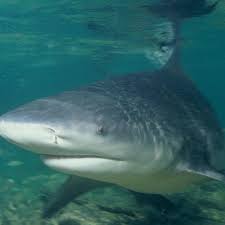 Man seriously injured after shark attack in river. Girl 15 Killed In Beach Shark Attack Off French Island