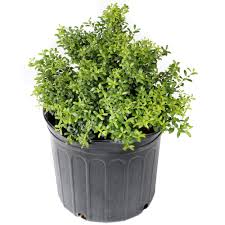 Maybe you would like to learn more about one of these? National Plant Network 2 5 Qt Holly Soft Touch Shrub Hd7149 The Home Depot