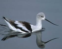 Large Birds With White Heads American Avocet 16 20 A Large Long Legged Shorebird With A Slender Upturned Bill Upperparts And Wings Patterned In Black And White Birds Avocet Shorebirds