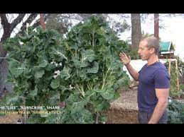 Trueleafmarket.com has been visited by 10k+ users in the past month Tree Collards Or Tree Kale Winter Foods To Grow In Your Garden 6 Of 6 Youtube