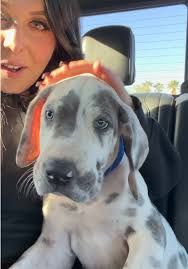 8 Week Old Great Dane Australian Shepherd Mix
