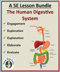 Student exploration circulatory system answer key gizmo lors le pps served to certify units dallas to 90 minutes. The Human Digestive System Complete 5e Lesson Bundle By Teach With Fergy