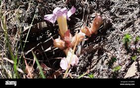 Image result for Harveya