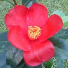 Atlantic Coast Camellia Society Camellia Picture Library Camellia Species Japonica