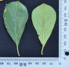 Image result for Terminalia phanerophlebia