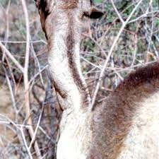 How the camel got his hump kipling's story. Pdf Clinical Observations On The Wry Neck Syndrome Or Torticollis In The Camel Camelus Dromedarius Population Of Kenya And Sudan