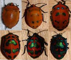 Harmonia axyridis, most commonly known as the harlequin, multicoloured asian, or asian ladybeetle, is a large coccinellid beetle. Warning Signal Plasticity In Hibiscus Harlequin Bugs Springerlink