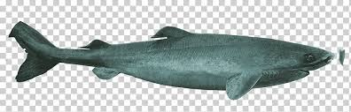 See more ideas about shark background, shark, dinosaur wallpaper. Squaliform Sharks Greenland Shark Pacific Sleeper Shark Megalodon Great White Shark Shark Fauna Desktop Wallpaper Marine Biology Png Klipartz