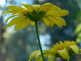 Image result for Euryops chrysanthemoides