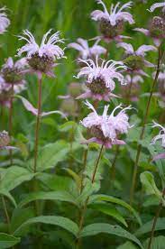 Pin On Wisconsin Gardening